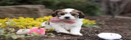 Cavachon dogs for sale: Darla - Ad 9