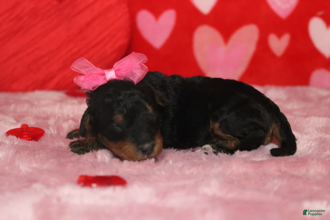Mixed Breed dogs for sale: Cupid  - Ad 4