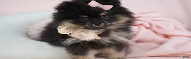 Pomeranian 2