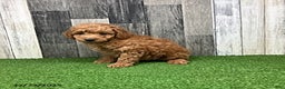 Mini Goldendoodle dogs for sale: Kennith - Ad 5