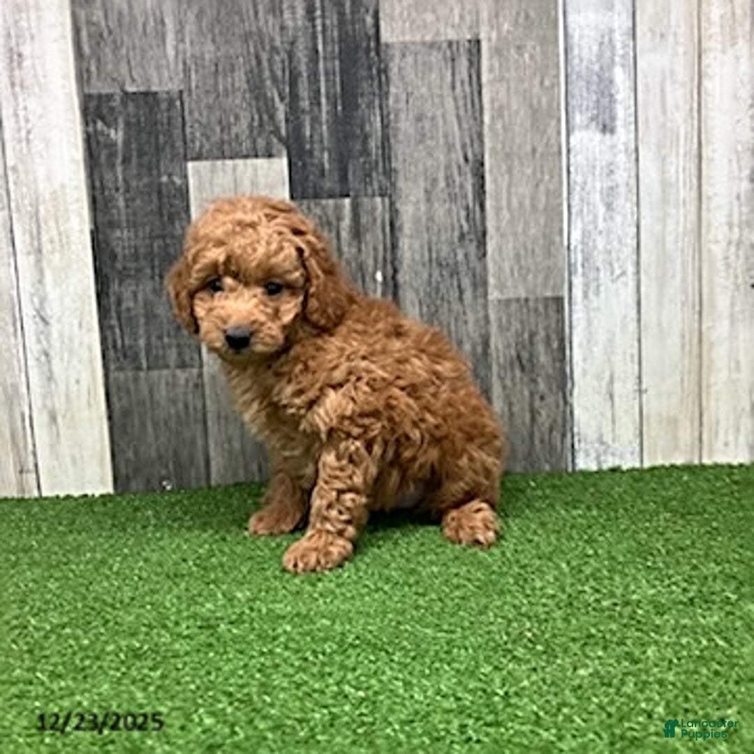 Mini Goldendoodle dogs for sale: Kennith - Ad 5
