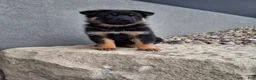 German Shepherd dogs for sale: Almanzo - Ad 1