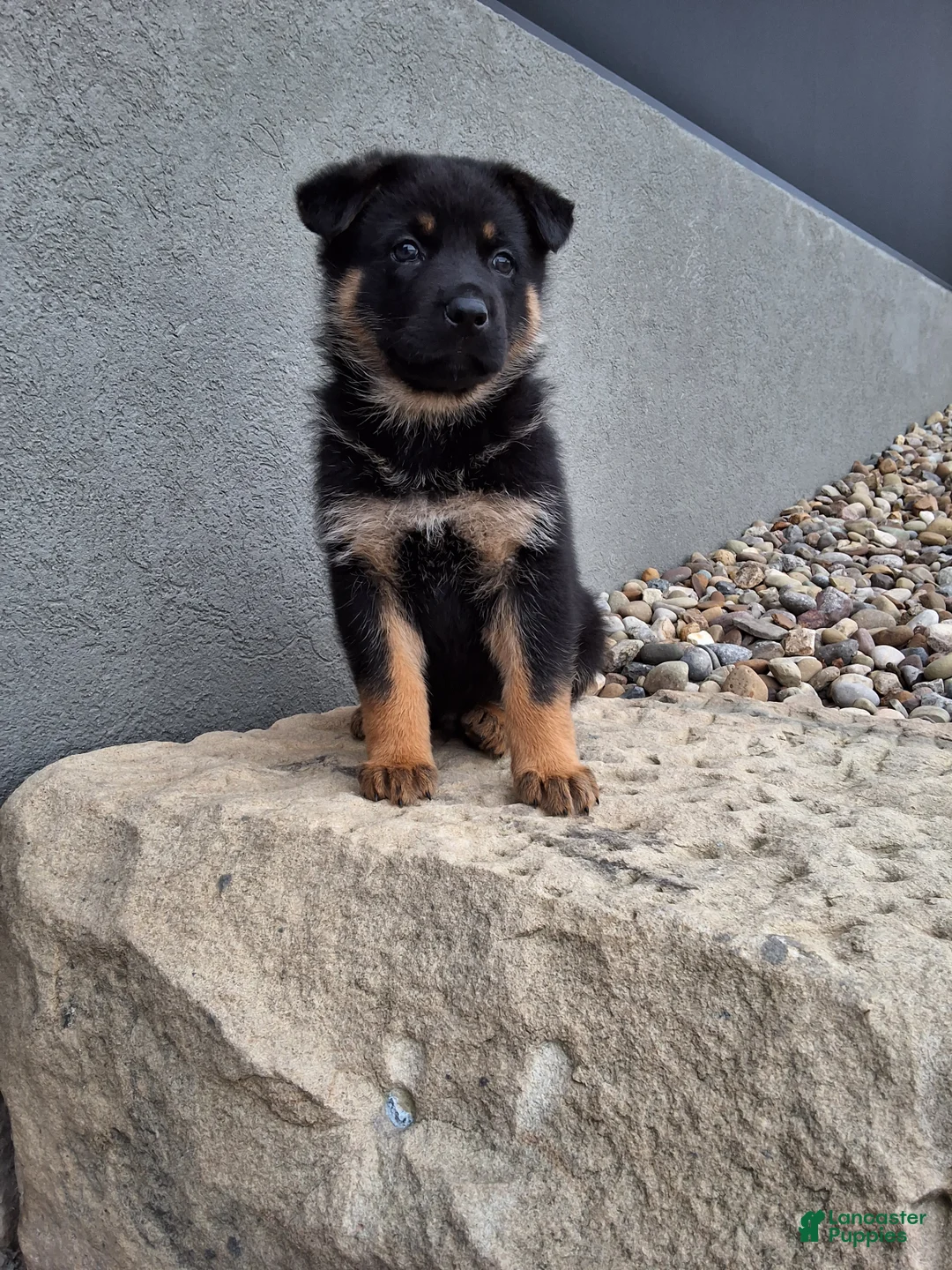 German Shepherd dogs for sale: Almanzo - Ad 1