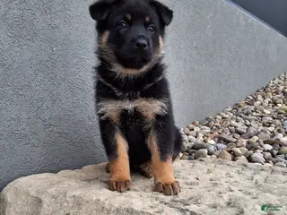 German Shepherd dogs for sale: Almanzo - Ad 3