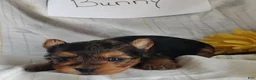 Yorkshire Terrier dogs for sale: Bunny - Ad 3