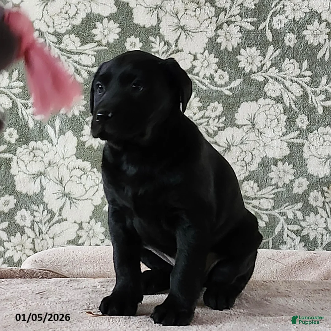 Labrador Retriever dogs for sale: Sheila - Ad 4