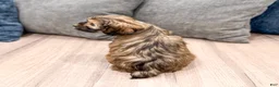 Cockapoo dogs for sale: Rao - Ad 5