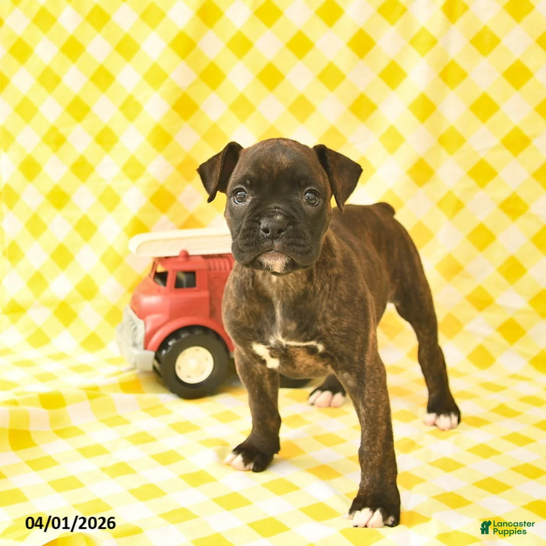 Boxer dogs for sale: Kayla  - Ad 2