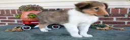 Collie dogs for sale: Jake - Ad 3