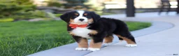 Bernese Mountain Dog dogs for sale: Nala - Ad 8