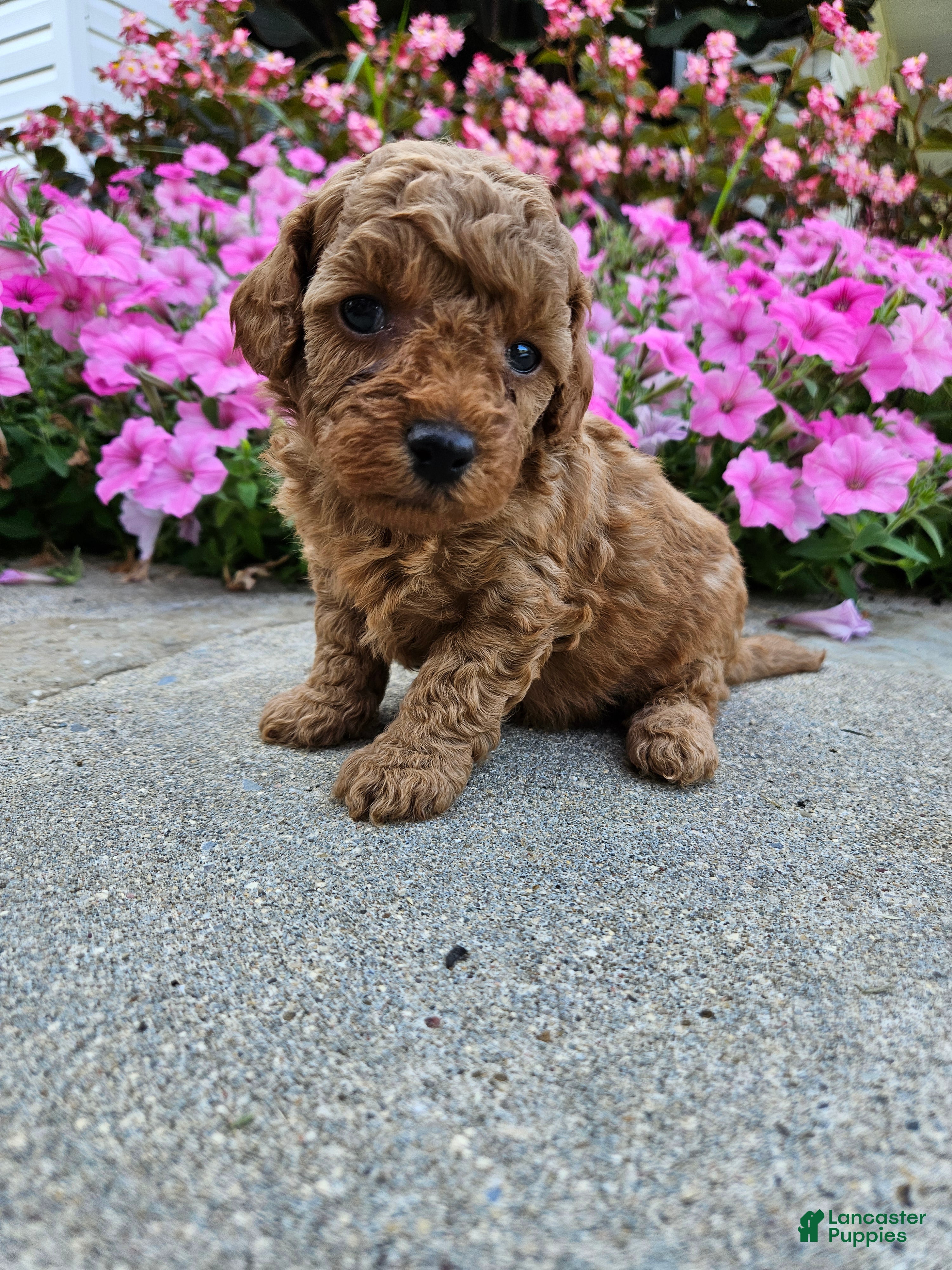 Cavapoo dogs Gizmo - Ad 13