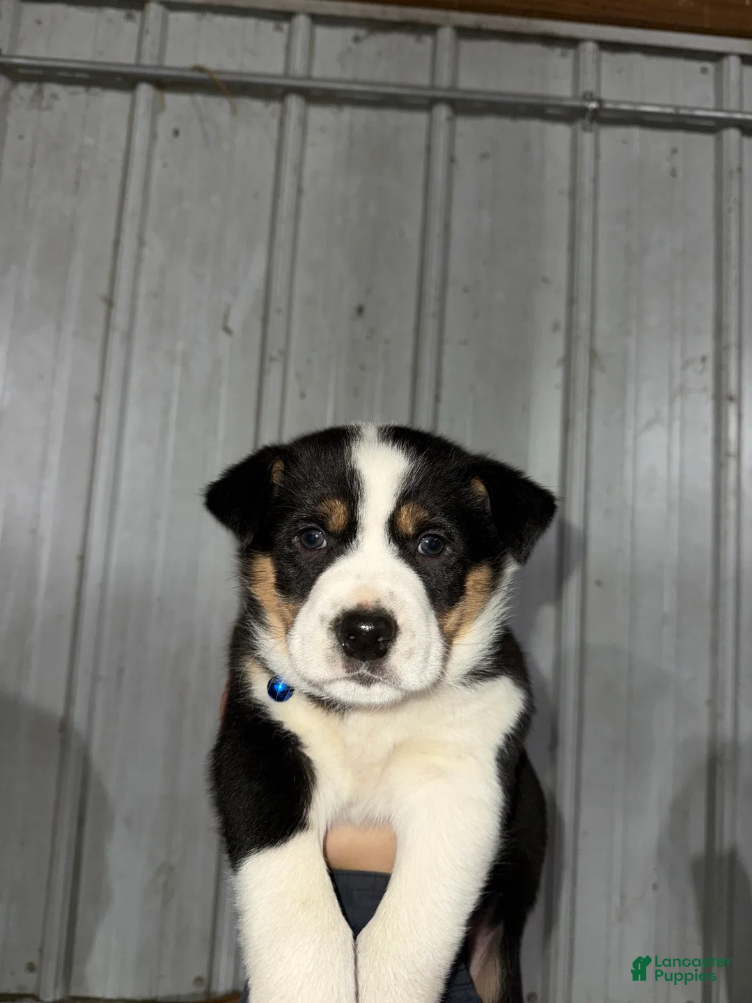 Mixed Breed dogs for sale: Buster - Ad 3