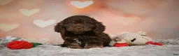 Cockapoo dogs for sale: Scarlet - Ad 13