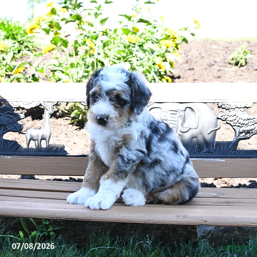 Luca Mini Bernedoodle for sale in Lykens | Lancaster Puppies