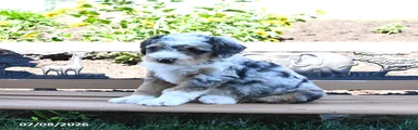 Luca