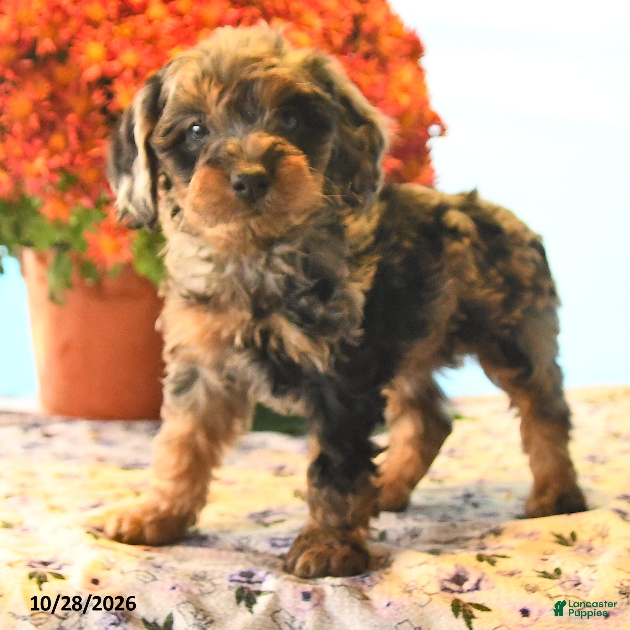 Cockapoo dogs for sale: Bentley - Ad 2