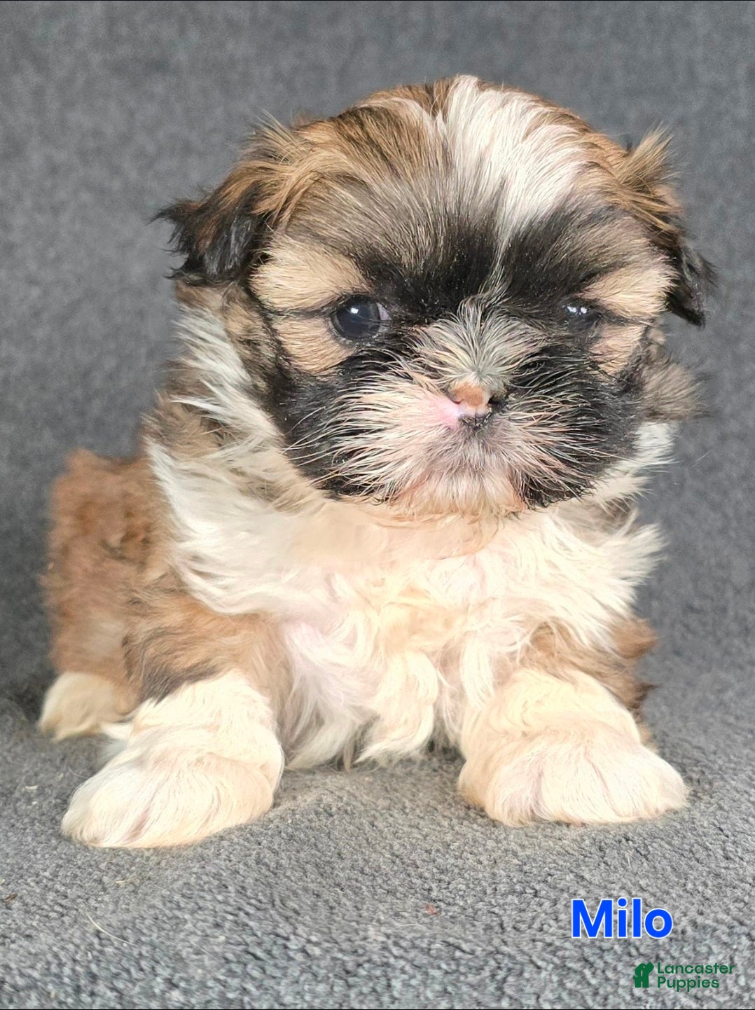 Shih Tzu dogs Milo - Ad 31
