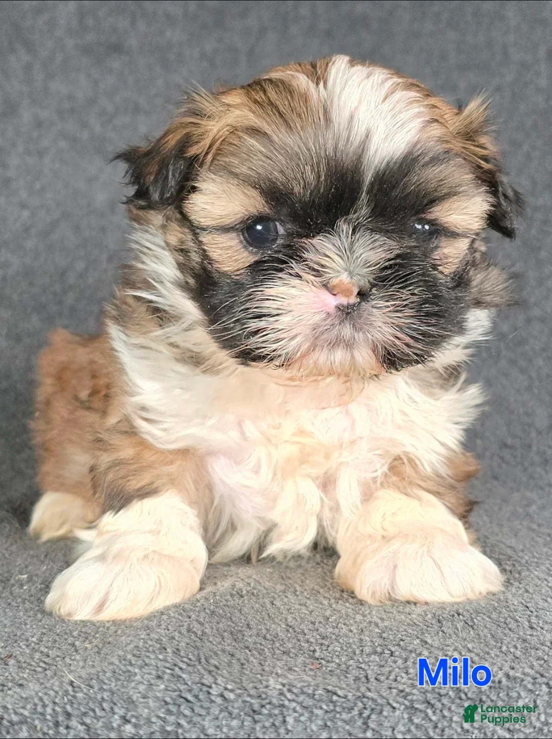 Shih Tzu dogs for sale: Milo - Ad 1