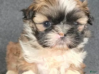 Shih Tzu dogs Milo - Ad 31