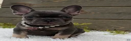 French Bulldog dogs for sale: Missy - Ad 3