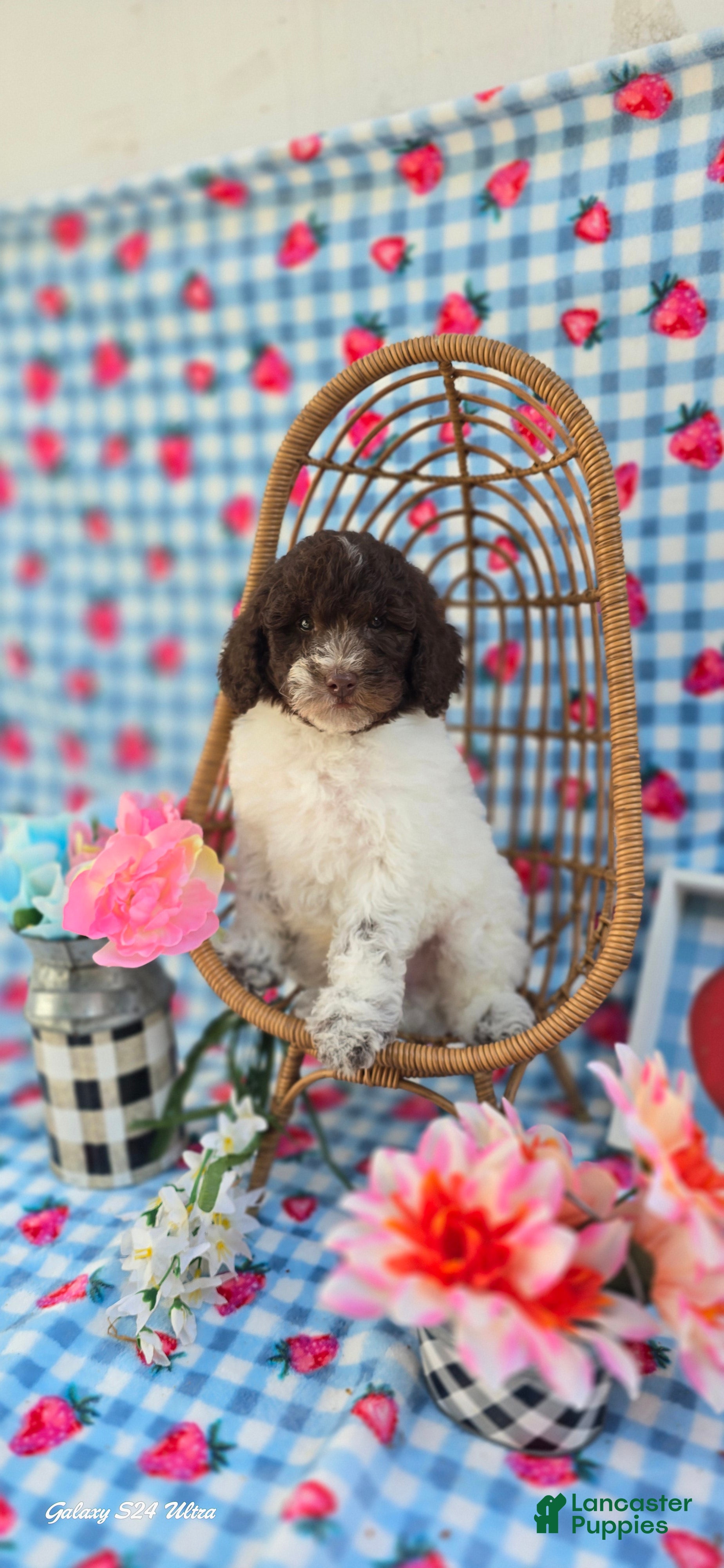 Mini Goldendoodle dogs Chex - Ad 14