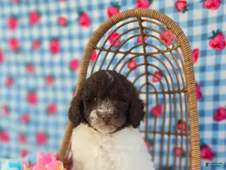 Mini Goldendoodle dogs Chex - Ad 22