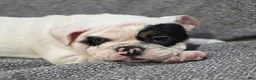 English Bulldog dogs for sale: Lance - Ad 4
