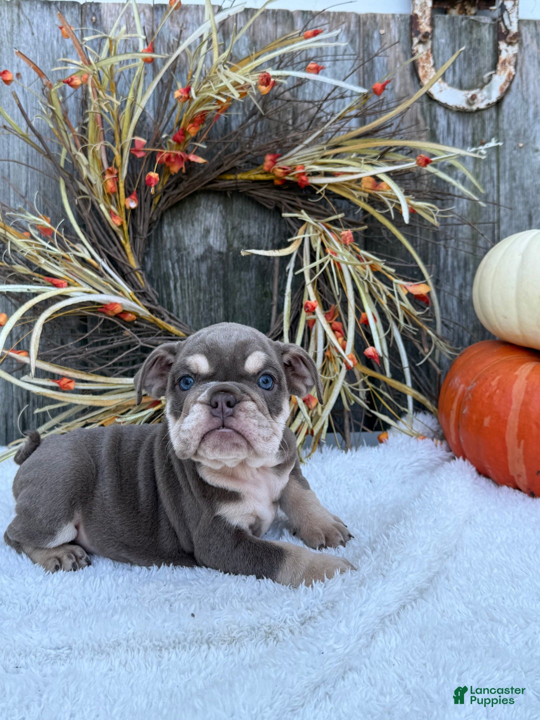 English Bulldog dogs for sale: Sage - Ad 7