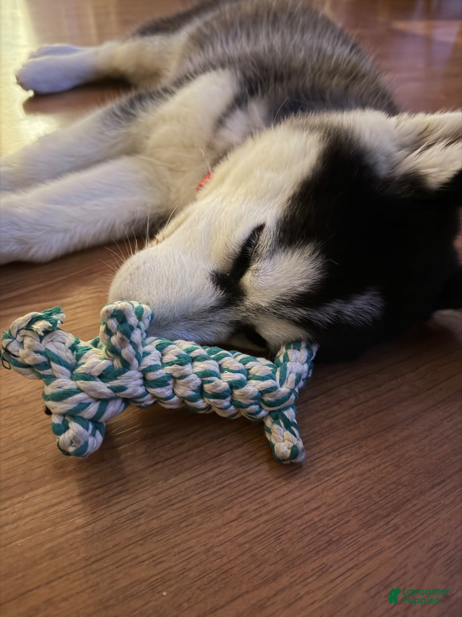 Siberian Husky dogs Siberian Husky Puppy  - Ad 3