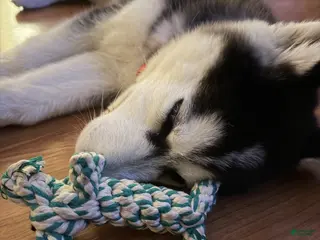 Siberian Husky dogs Siberian Husky Puppy - Ad 3