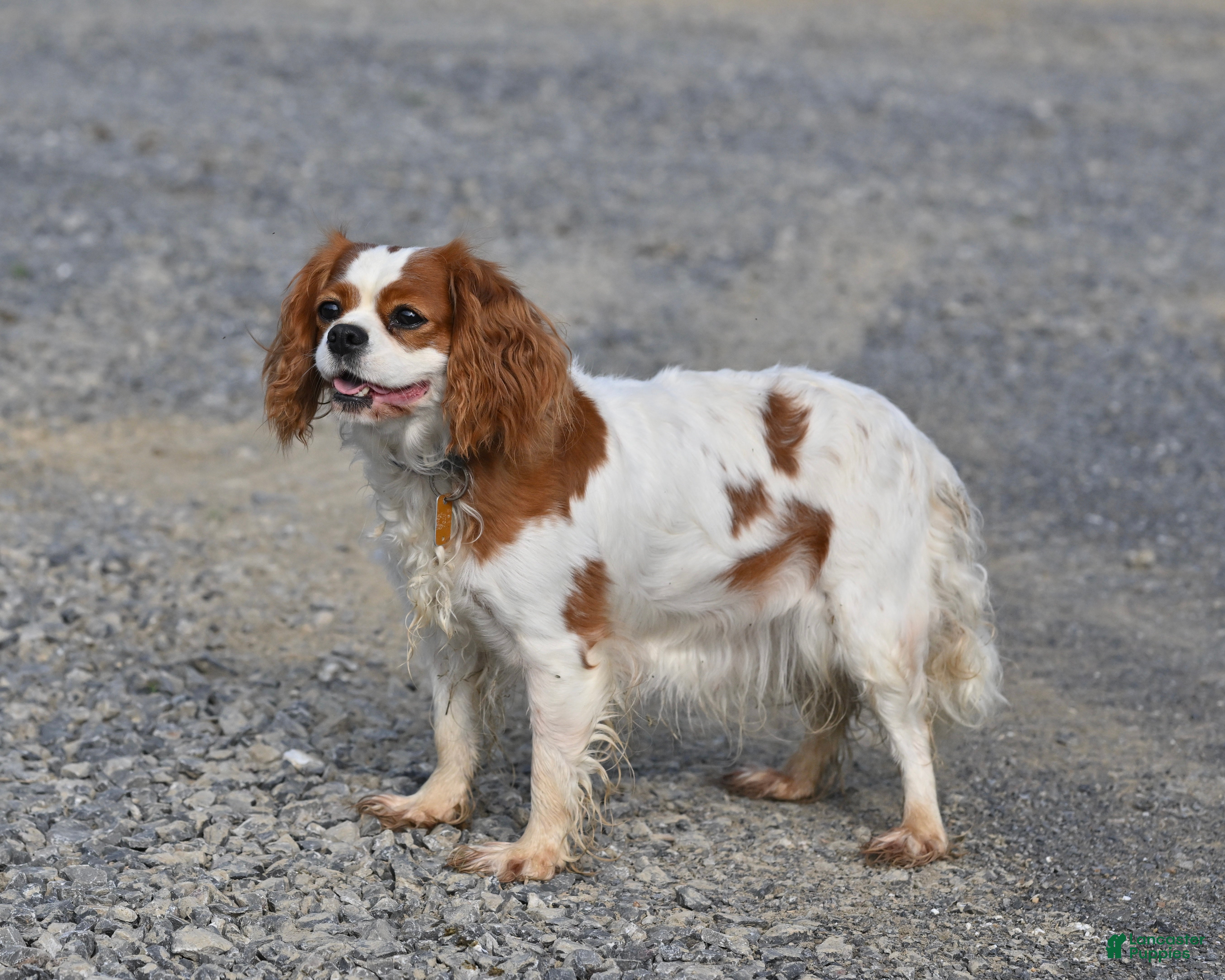 Cavalier King Charles Spaniel dogs for sale: Beulah - Ad 1