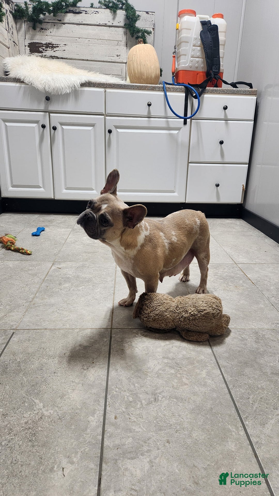 French Bulldog dogs for sale: Lane - Ad 5