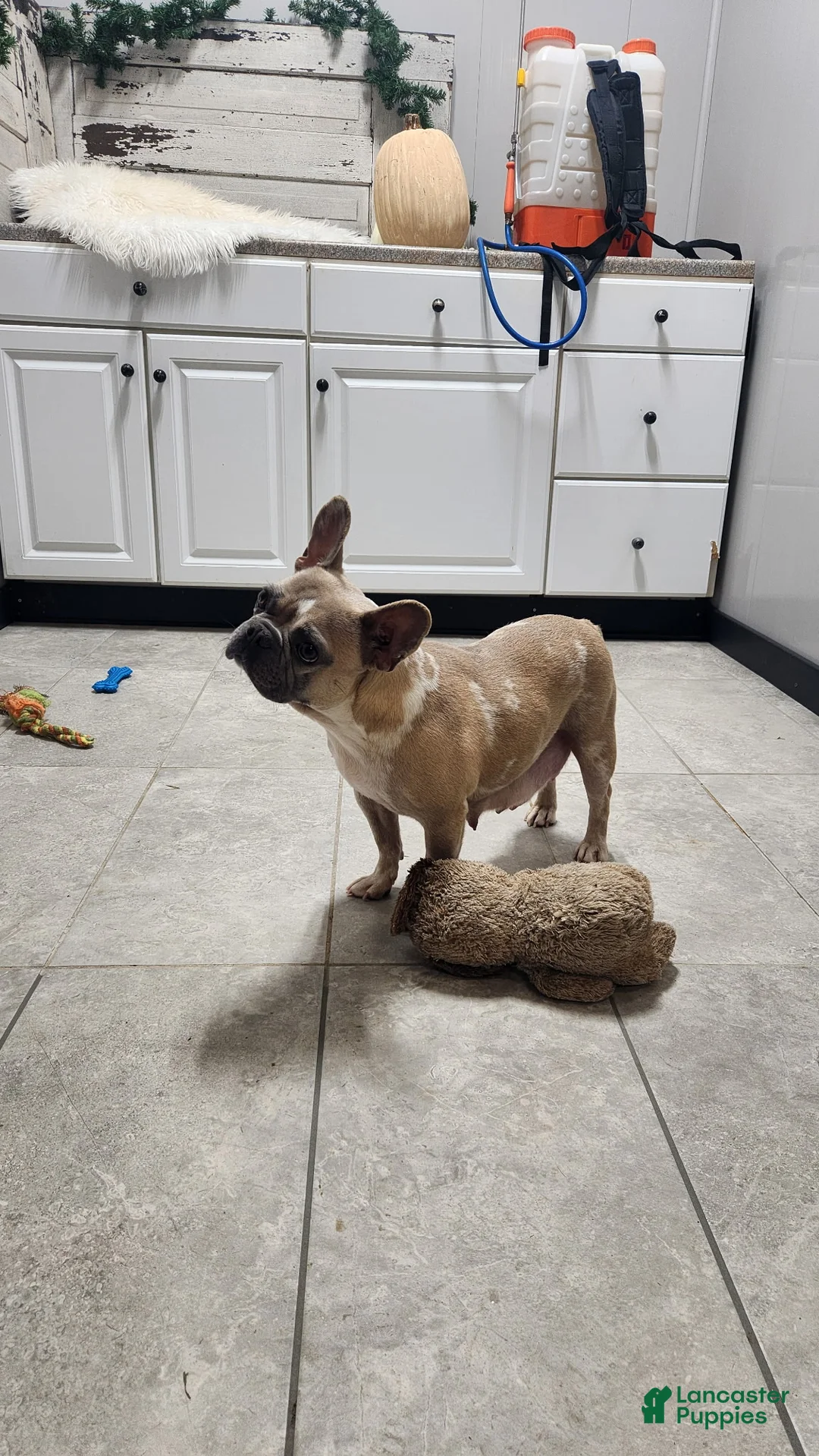 French Bulldog dogs for sale: Luna - Ad 5