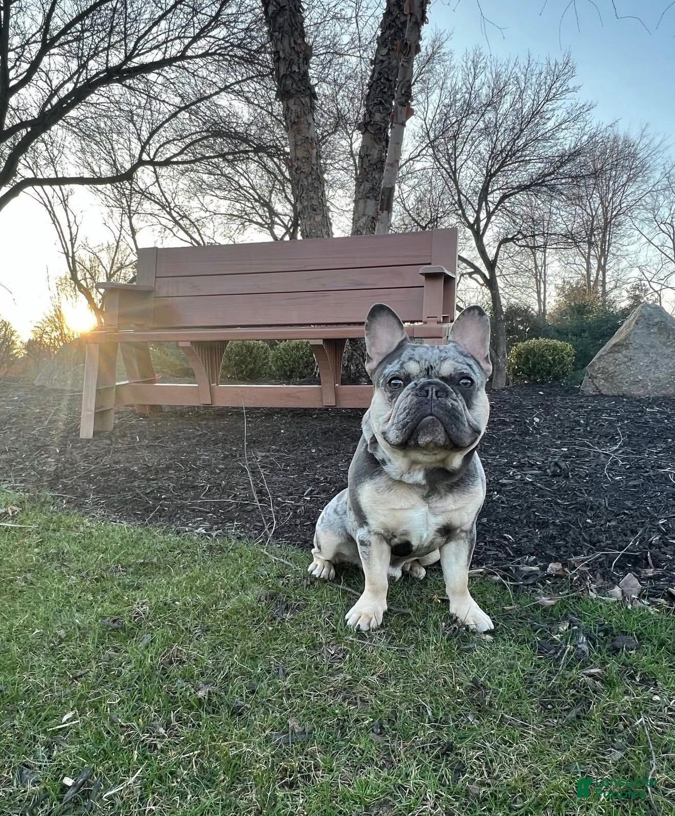 French Bulldog dogs for sale: French Bulldog Female AKC - Ad 11