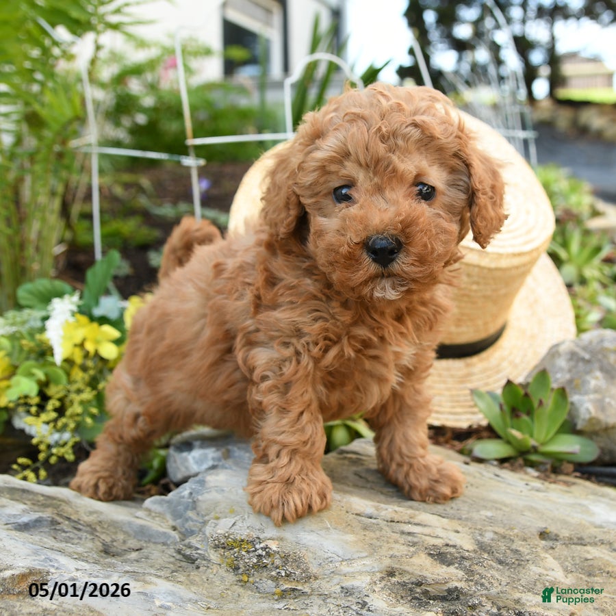 Toy Poodle dogs Crumb - Ad 1
