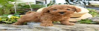 Crumb