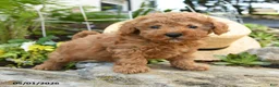 Toy Poodle dogs for sale: Crumb - Ad 1
