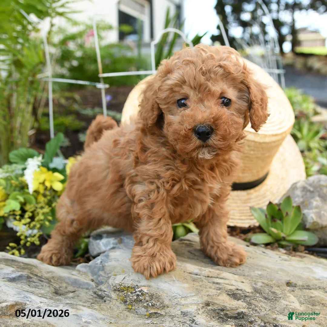 Toy Poodle dogs for sale: Crumb - Ad 1