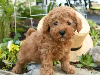 Toy Poodle dogs for sale: Crumb - Ad 2
