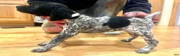 German Shorthaired Pointer dogs for sale: Martha Mae - Ad 7