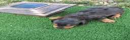 Dachshund dogs for sale: Bella - Ad 17