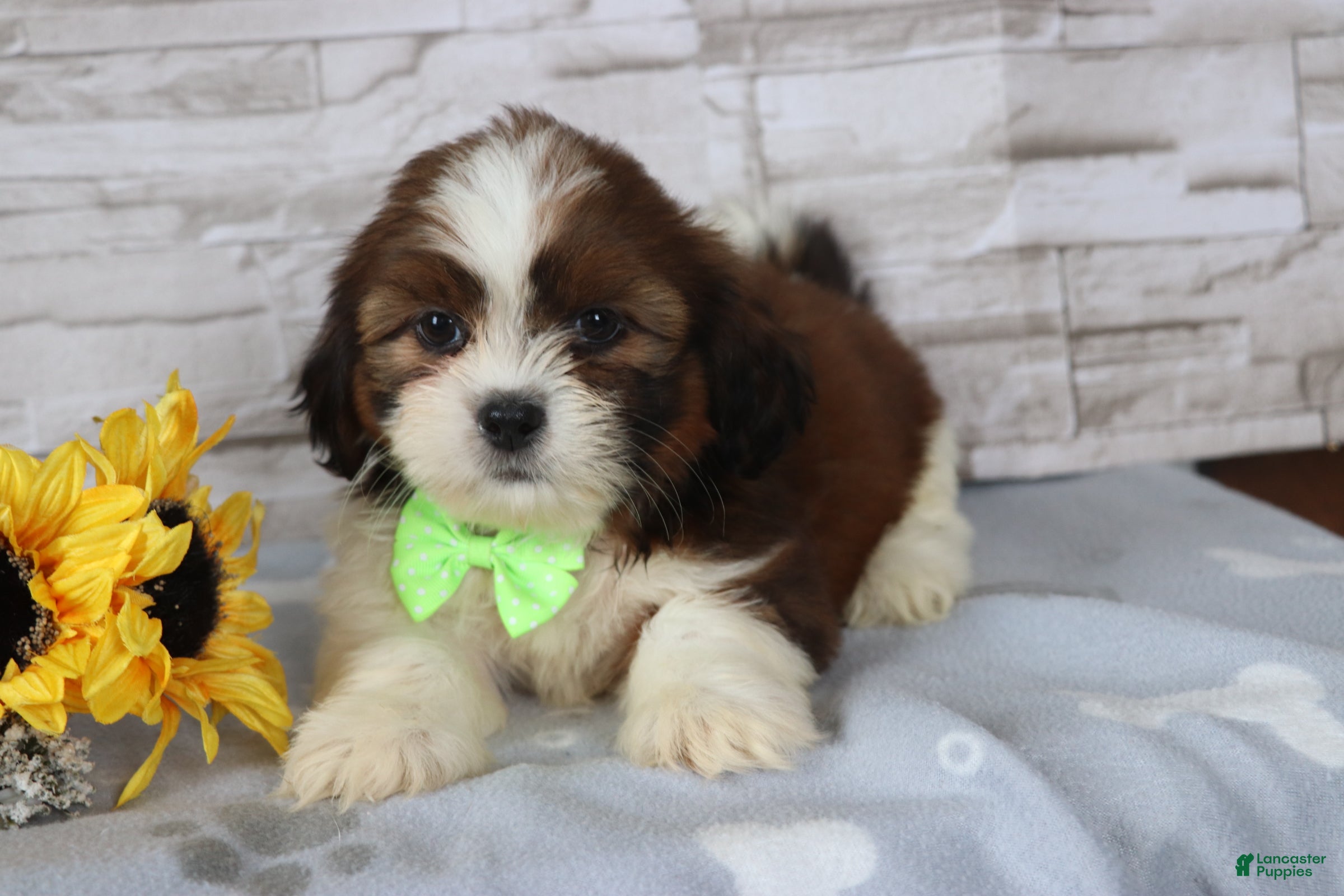 Shih Tzu dogs Percy  - Ad 1