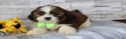 Shih Tzu dogs for sale: Percy  - Ad 1