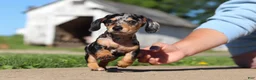 Miniature Dachshund dogs for sale: Barney - Ad 3