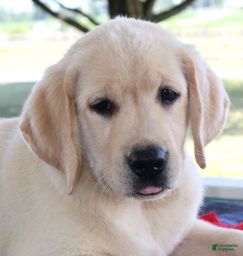 Labrador Retriever dogs Cody - Champ lines - Ad 1