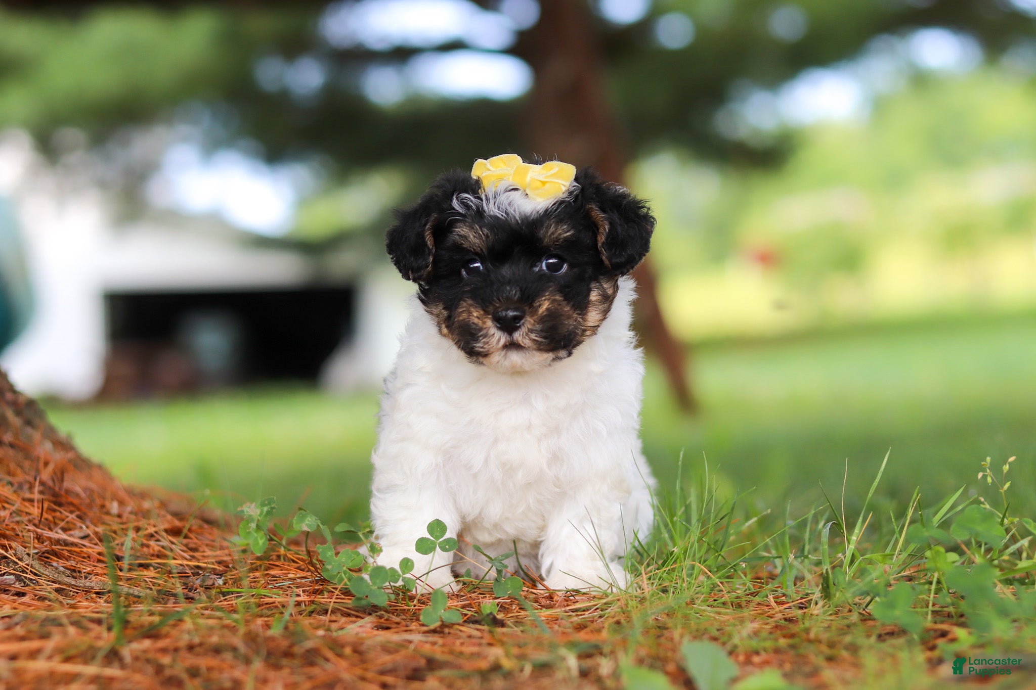 Yorkiepoo dogs Callie - Ad 1