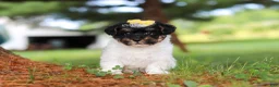 Yorkiepoo dogs for sale: Callie - Ad 1