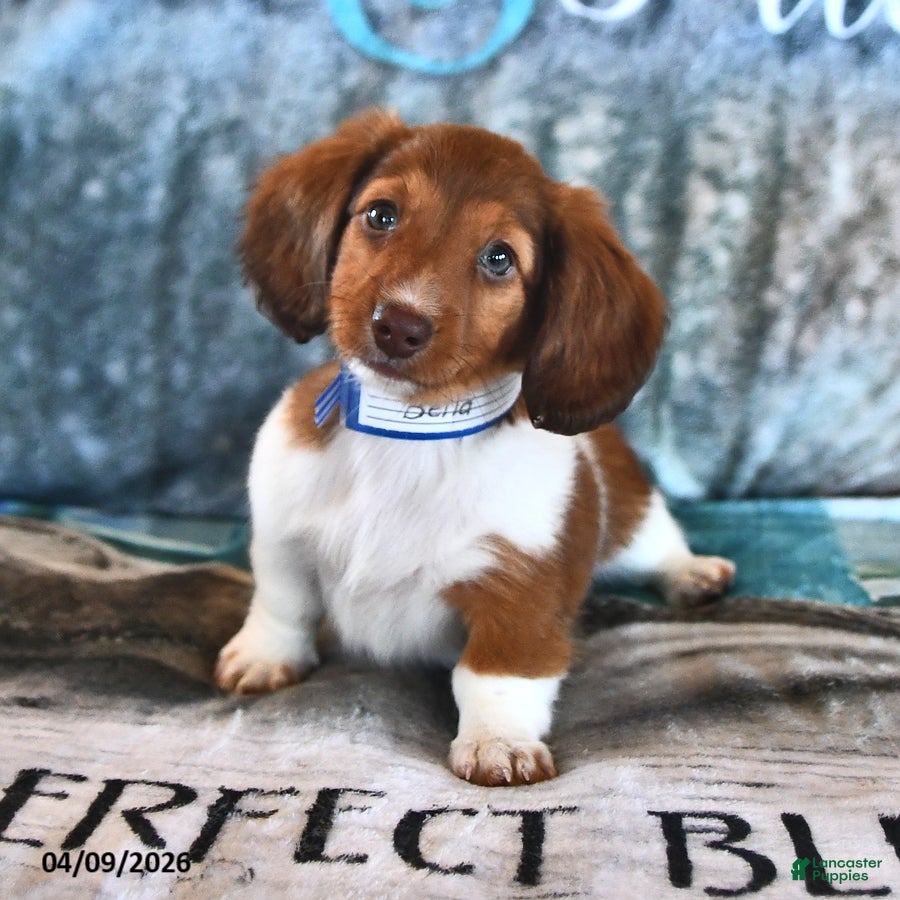Miniature Dachshund dogs Bella   - Ad 2
