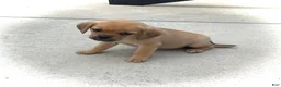 Puggle dogs for sale: Puggle 4 - Ad 4