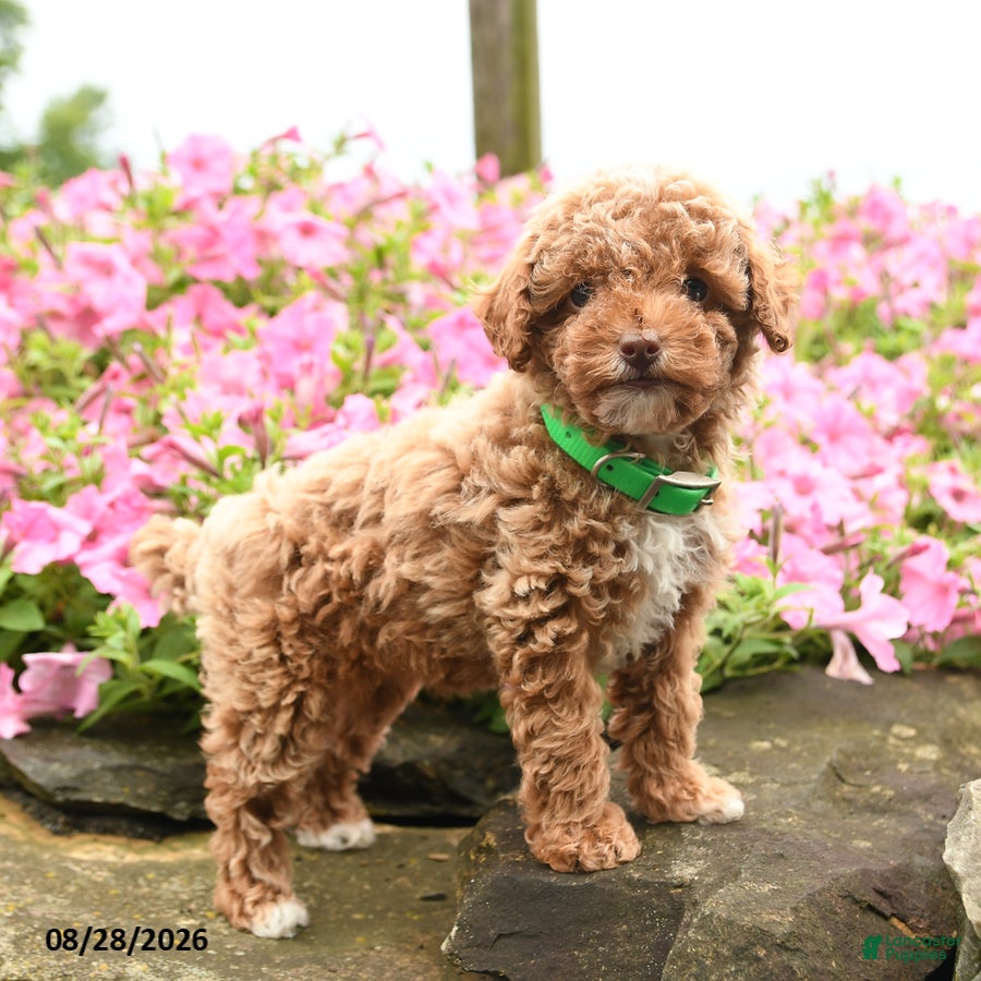 Miniature Poodle dogs for sale: Cinnamon Roll - Ad 3